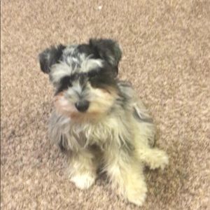 Meet your Posher, Bailey